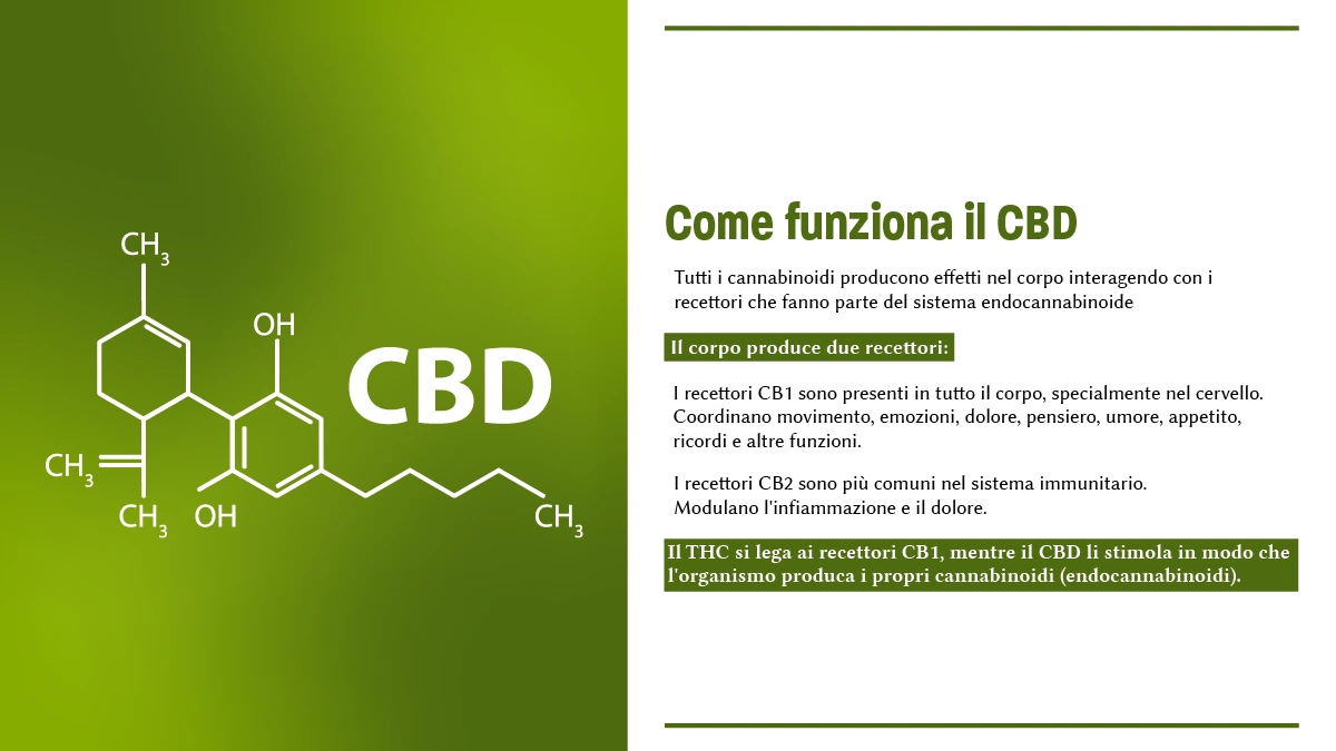 Oggigiorno in molti lo hanno già sentito più volte nominare e probabilmente alcuni si chiedono cos'è Il CBD, o cannabidiolo, quali siano gli effetti o quali proprietà e benefici possa apportare al nostro organismo e perché sia considerato un ottimo alleato per il nostro benessere.