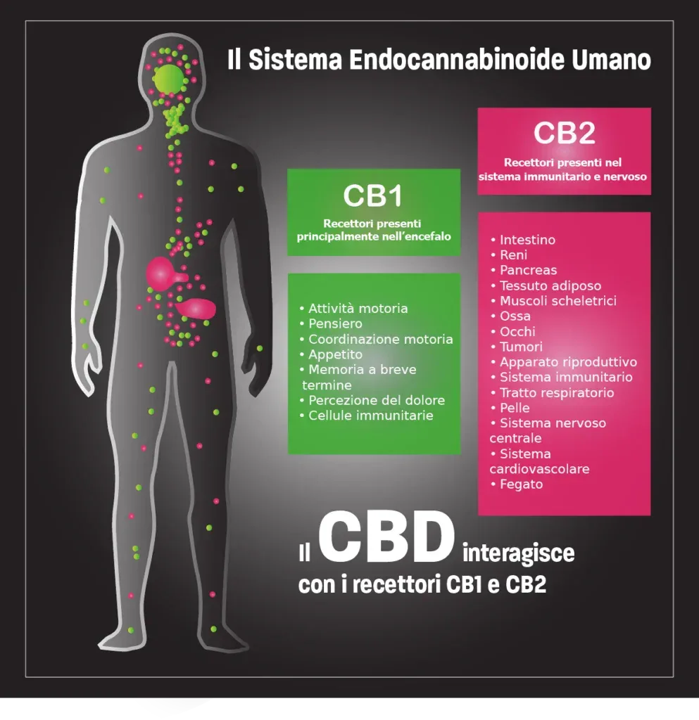 Che cos'è il cbd -possiamo definire il CBD un cannabinoide, ovvero una molecola in grado di interagire con il sistema endocannabinoide umano. il nostro cervello, il nostro sistema nervoso e il nostro sistema immunitario, nei quali risiedono i recettori del sistema endocannabinoide, hanno il compito di identificare le sostanze benefiche presenti nella canapa e trasportarle nel nostro corpo, laddove ci sia bisogno di “aiuto”.