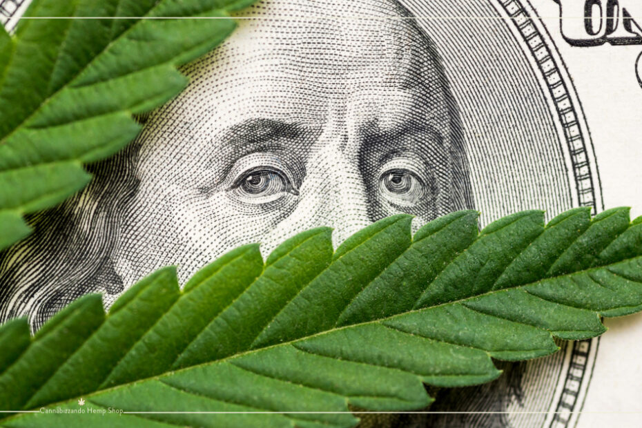 cannabis la pianta messa al bando dalle lobby