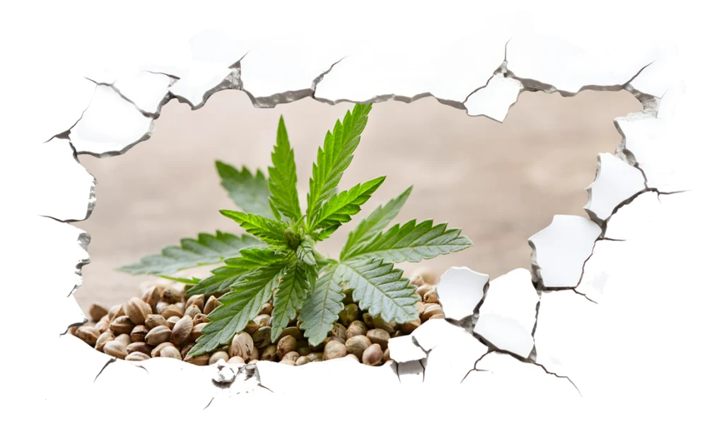 Cannabizzando Hemp Shop: Il potere naturale del CBD - SHOP ONLINE