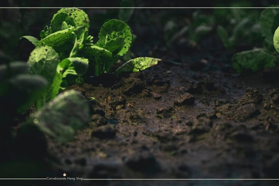 In qualsiasi forma di coltivazione (come giardinaggio ed orticoltura), il substrato svolge un ruolo fondamentale per la salute delle piante