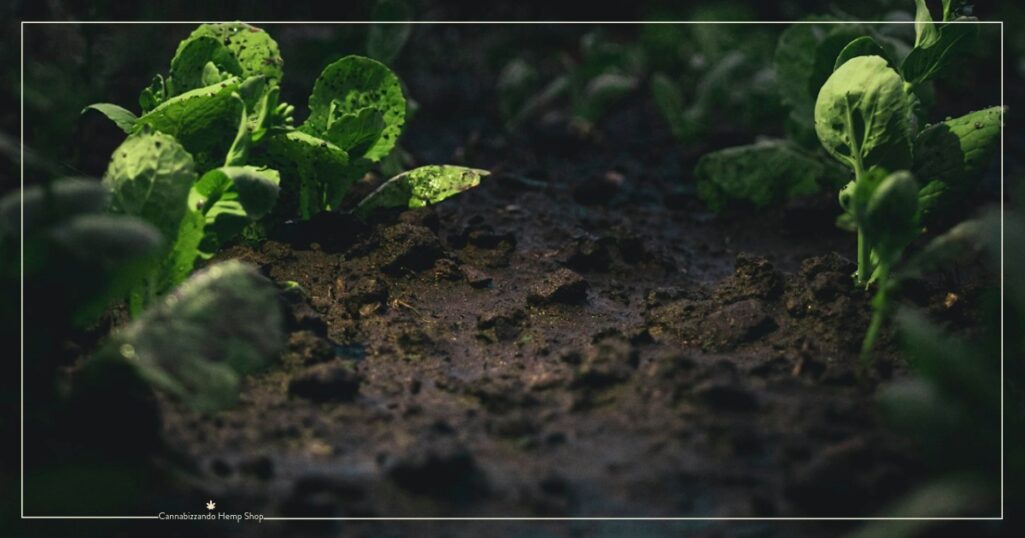 In qualsiasi forma di coltivazione (come giardinaggio ed orticoltura), il substrato svolge un ruolo fondamentale per la salute delle piante