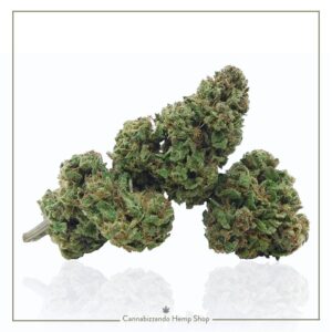 La Jack Herer CBD (varietà certificata di canapa legale) rappresenta la scelta ideale per chi desidera ritrovare serenità senza effetti psicoattivi