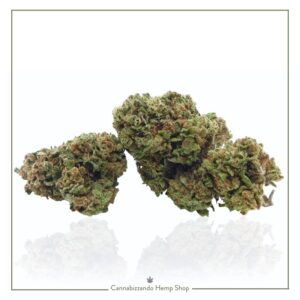 la Platinum Kush CBD si distingue come strain di canapa legale dal profilo aromatico corposo, che richiama il profumo di frutta secca tostata e legno. Grazie all'elevato contenuto di CBD, i suoi effetti si rivelano particolarmente adatti a chi cerca sollievo dall'ansia e dallo stress lasciando un profondo senso di calma. Nuova varietà 2025/2026