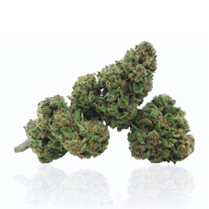 La Jack Herer CBD (varietà certificata di canapa legale) rappresenta la scelta ideale per chi desidera ritrovare serenità senza effetti psicoattivi