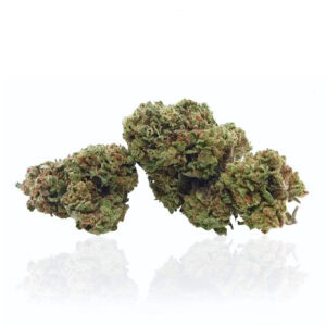 la Platinum Kush CBD si distingue come strain di canapa legale dal profilo aromatico corposo, che richiama il profumo di frutta secca tostata e legno. Grazie all'elevato contenuto di CBD, i suoi effetti si rivelano particolarmente adatti a chi cerca sollievo dall'ansia e dallo stress lasciando un profondo senso di calma. Nuova varietà 2025/2026