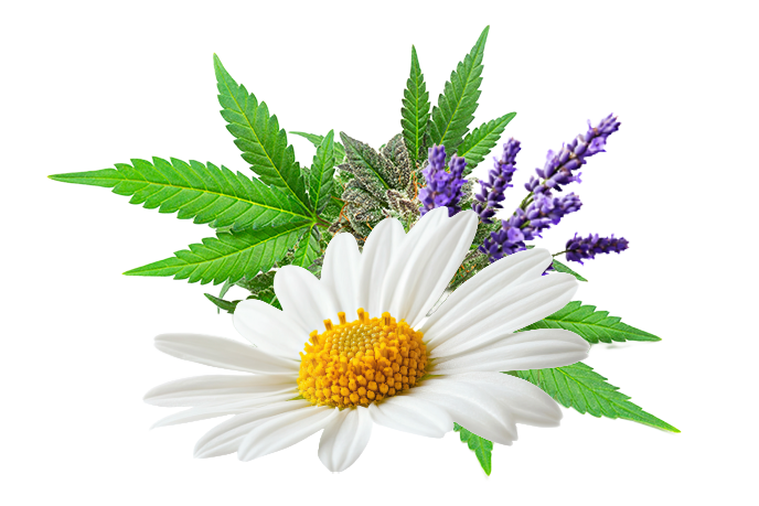 L'ansia è il nemico numero uno del riposo. Il CBD aiuta a interrompere il ciclo dello stress, favorendo un rilassamento muscolare e mentale profondo. Usare il CBD contro l'insonnia significa agire sulla causa del problema, non solo sul sintomo, garantendo notti serene senza pesanti effetti collaterali. Il CBD si è rivelato infatti efficace per:Rilassamento muscolare: eliminando le tensioni fisiche accumulate durante lo stress.Velocizzare l'addormentamento: riducendo il "chiacchiericcio mentale".Migliorare la qualità del riposo: evitando risvegli notturni frequenti.