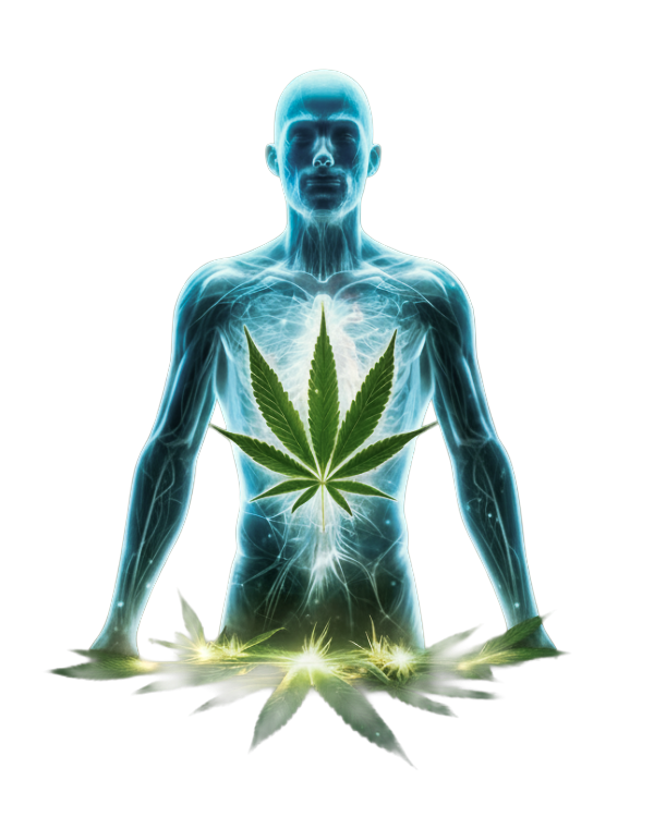 CBD contro ansia e stress: agisci sulla causa del problema. Olio CBD, CBG e tisane per notti serene. Qualità certificata. l'olio di cbd è legale in italia