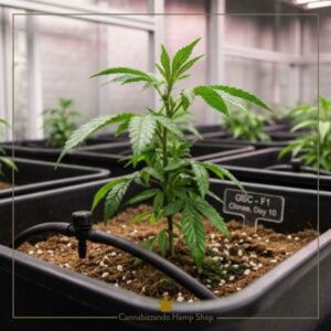 Accessori Grow