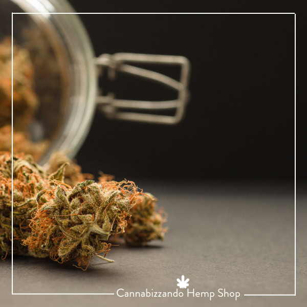 Infiorescenze di canapa legale (Cannabis Light) ad alto contenuto di CBD coltivate in Umbria secondo i principi dell’agricoltura biologica, senza l’uso di pesticidi o erbicidi chimici.