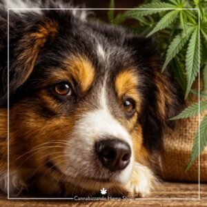 LINEA PET CARE